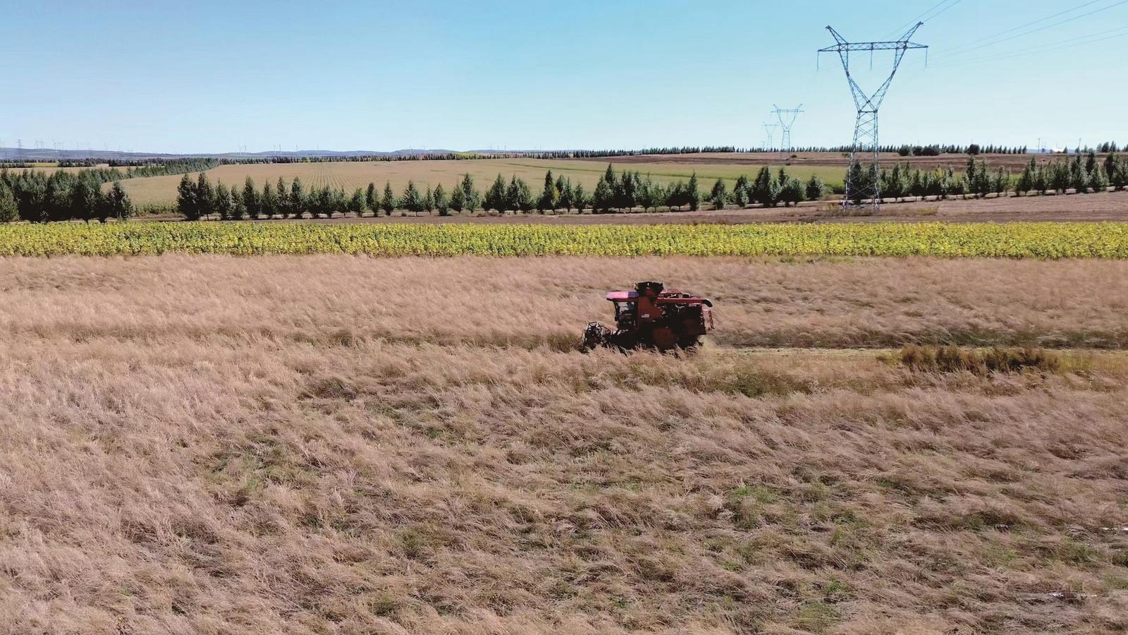 包头秋收全面告捷多项作物产量破纪录